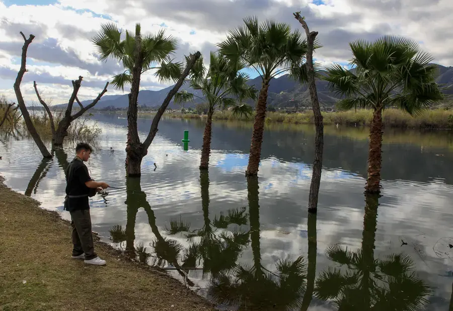Lake water standing among palm trees on the Lake Elsinore shoreline